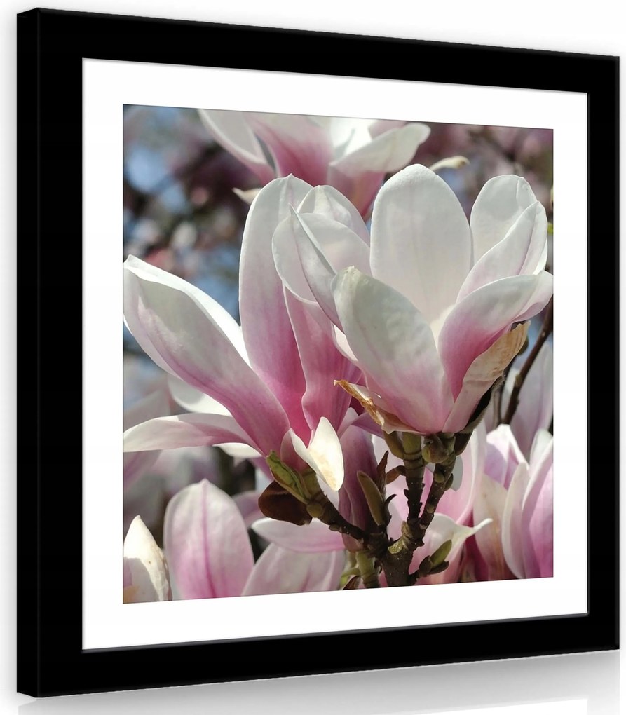 Vászonkép 40x40 Magnólia virágok tavasz rózsaszín fehér közelkép természet