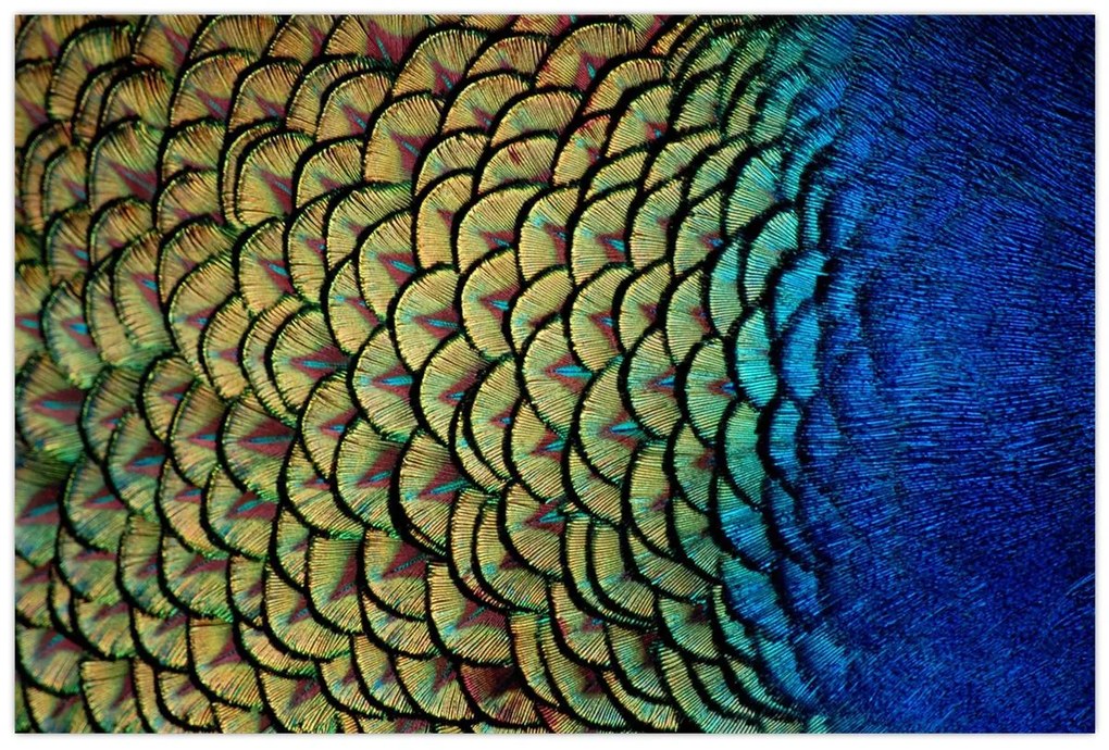 Kép - Pávatollak (90x60 cm)