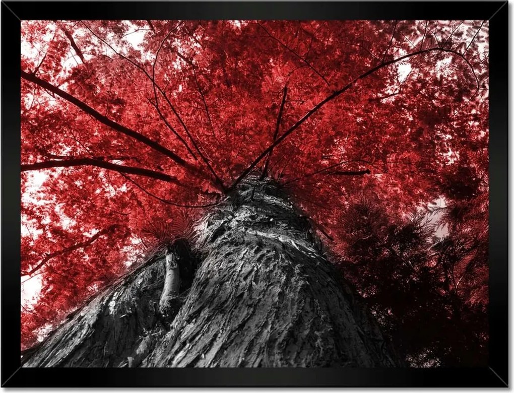 Poszterek keretben 40x30 mamutfenyő Magas fa