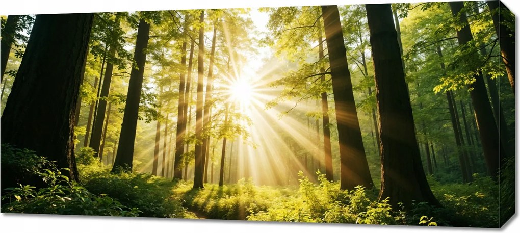 Vászonkép 90x40cm Hálószoba Nappaliba Panoráma Erdő