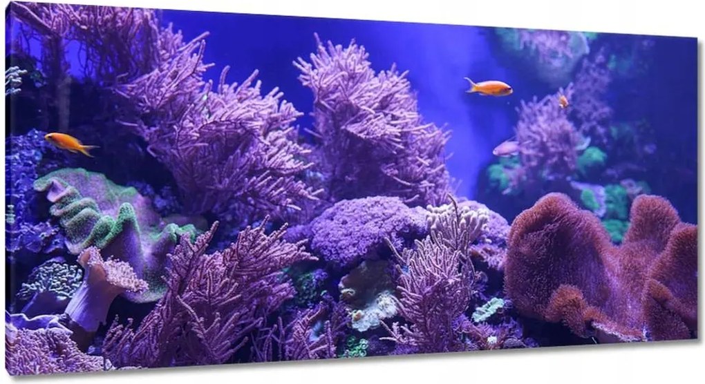 Vászonkép 115x55 Víz alatti tengeri világ