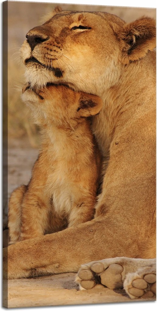 Vászonkép Oroszlán és oroszlánkölyök szavanna Natura 40x80 cm Ideális ajándék
