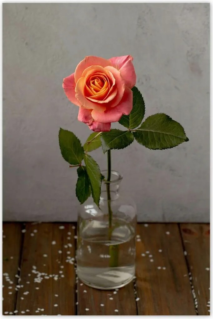 Poszterek 80x120 Rózsa Virág Virágok Rózsa