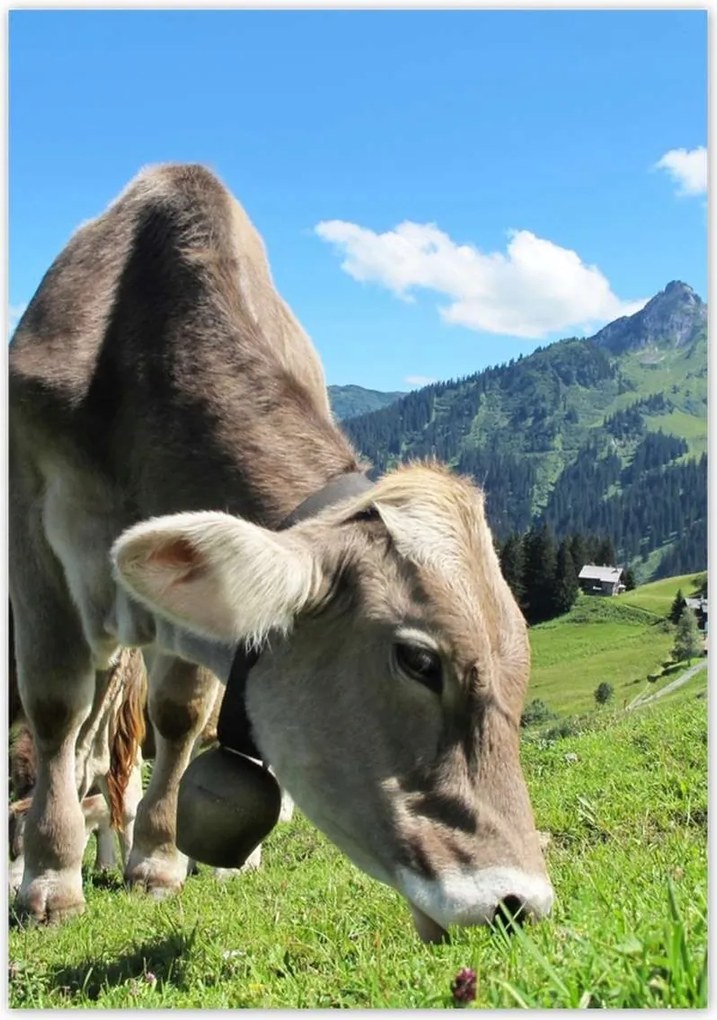 Poszterek 70x100 Alpesi tehenek