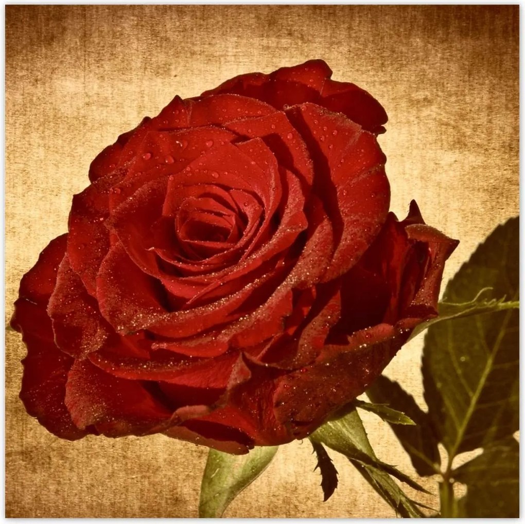 Poszterek 100x100 Rózsa szépia háttérrel