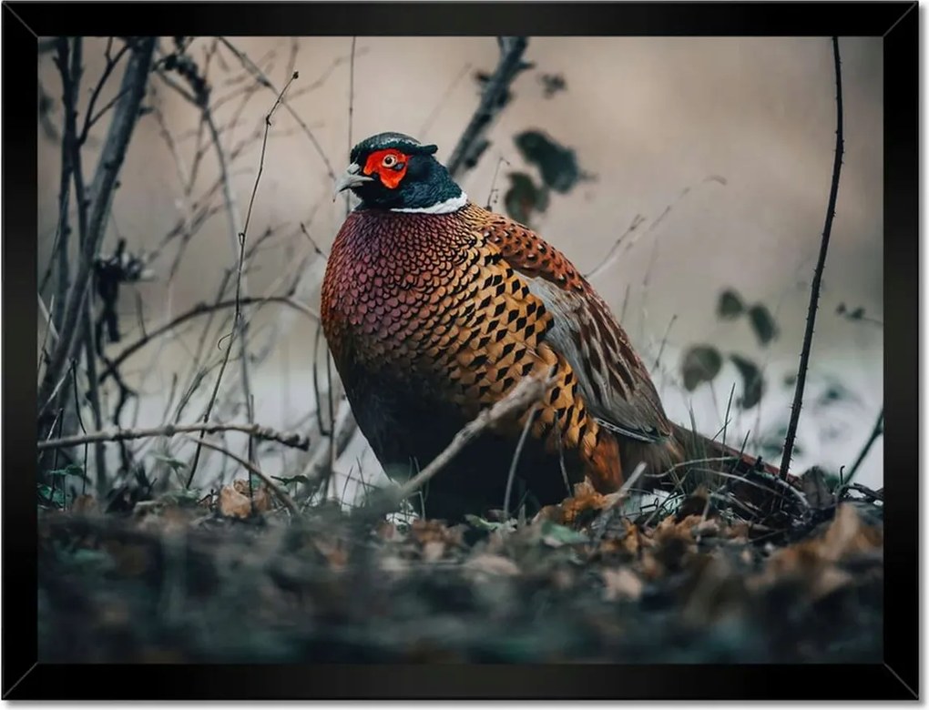 Poszterek keretben 40x30 Fácán a természetben Madarak