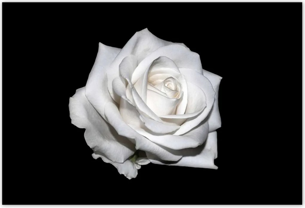 Poszterek 155x105 Rózsa Virág Virágok Rózsa