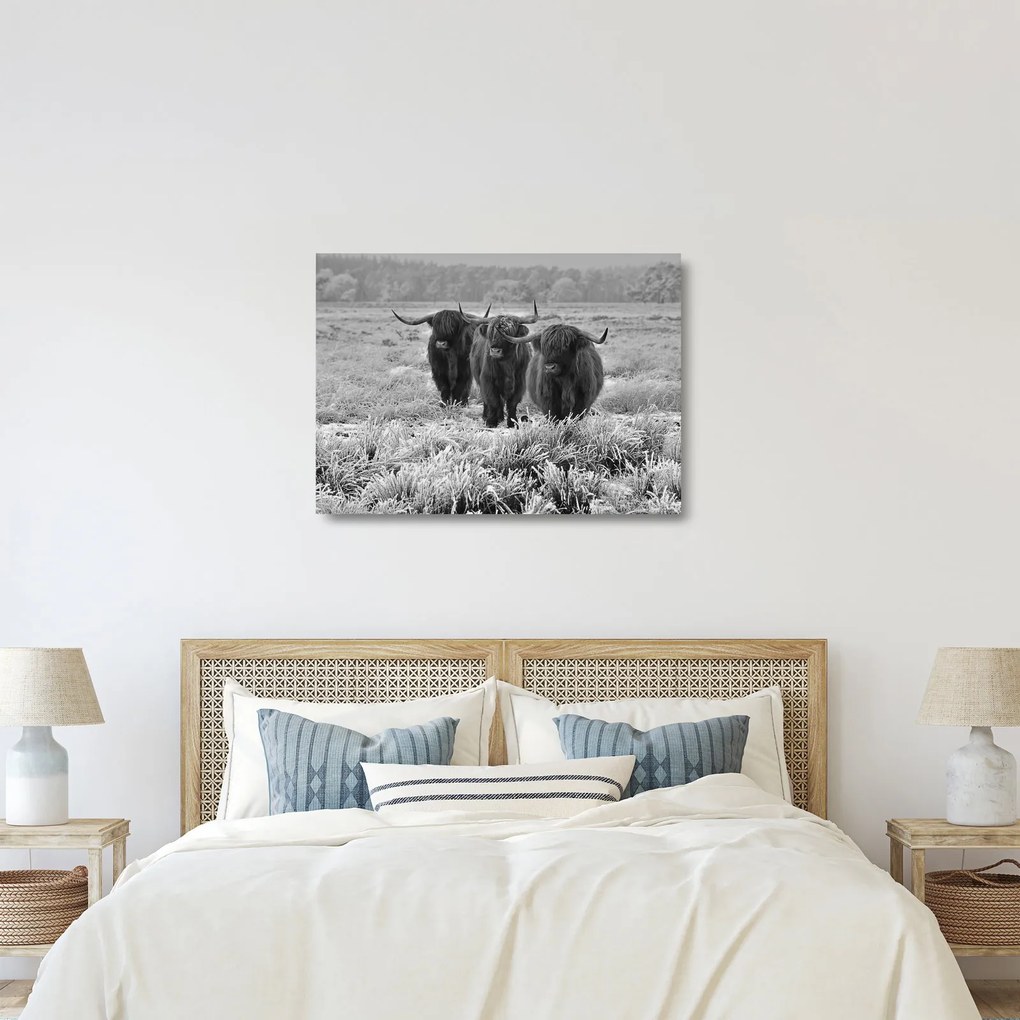 Üveg kép - Skót tehenek (70x50 cm)