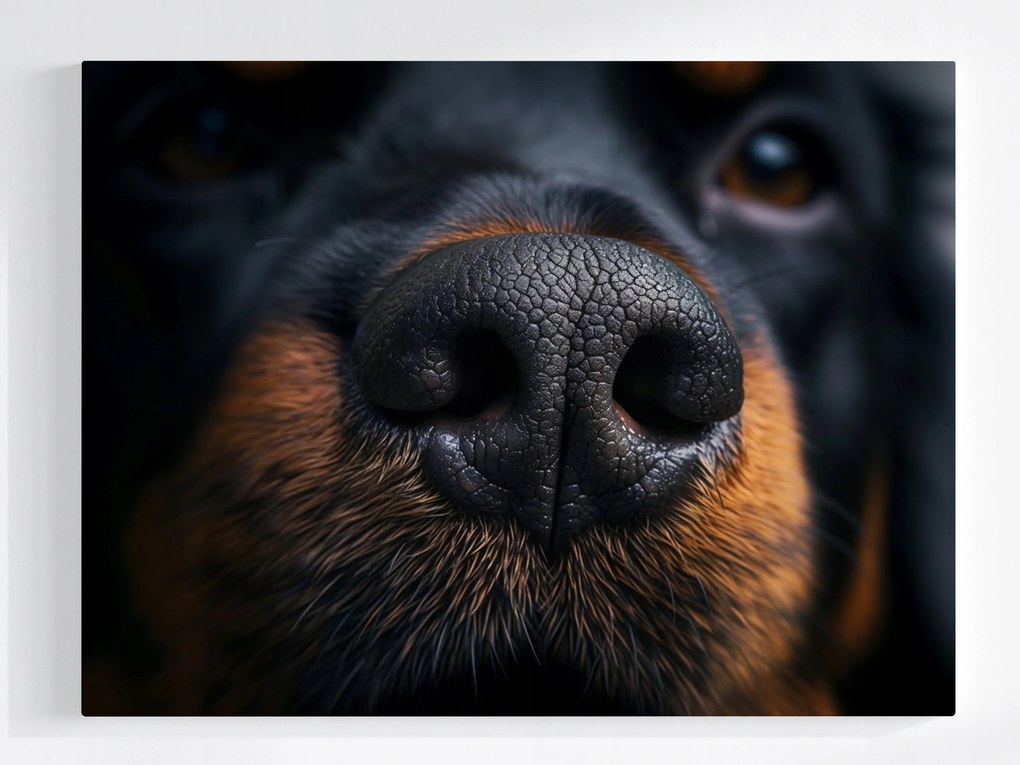 Vászonkép Canvas Fotózás Makro Természet Portré Kutya Orr 100x75