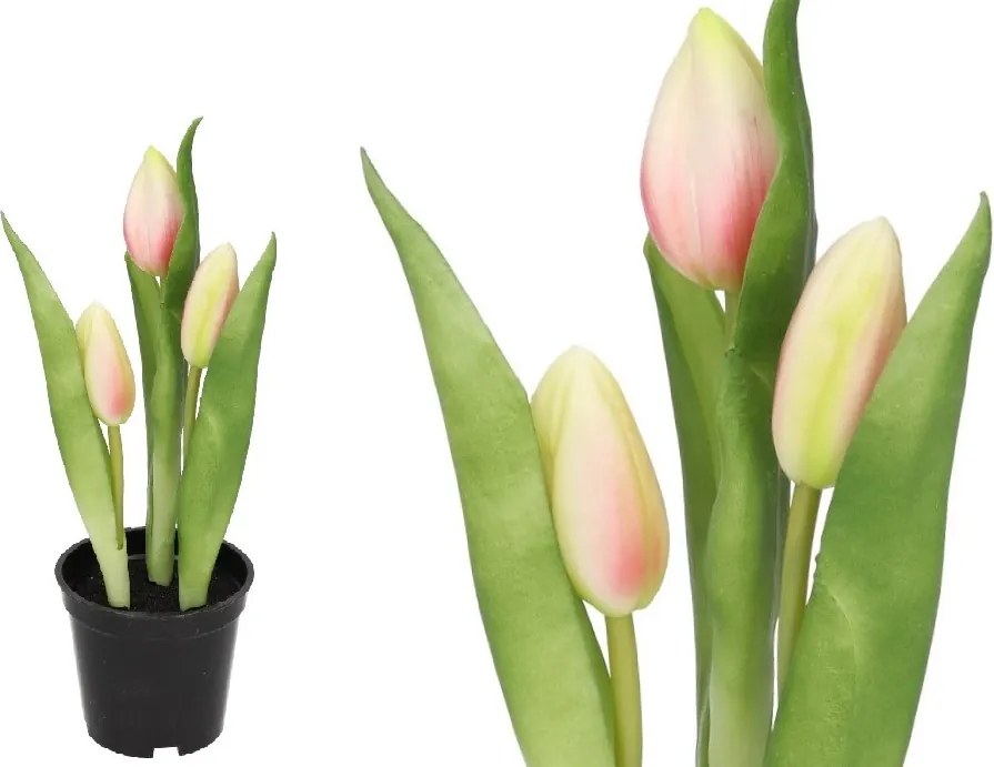 Tulipán Csokor Tulipán Gumi Virágok, Mint Az Élő