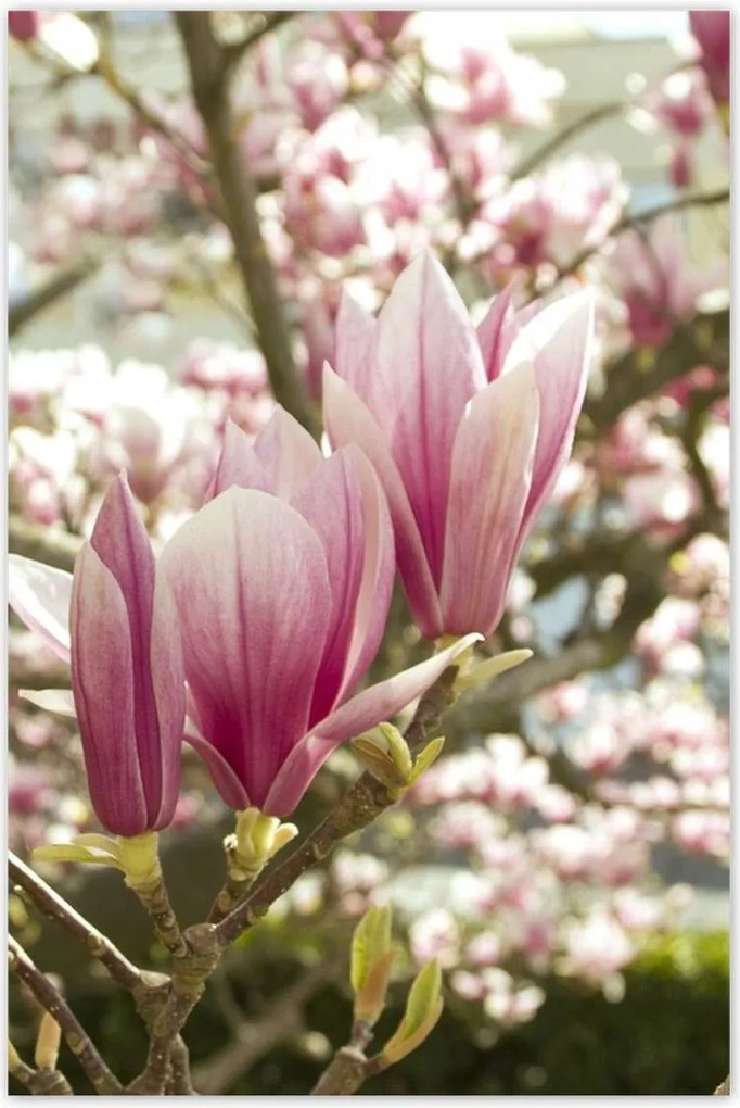 Poszterek 60x90 Magnólia