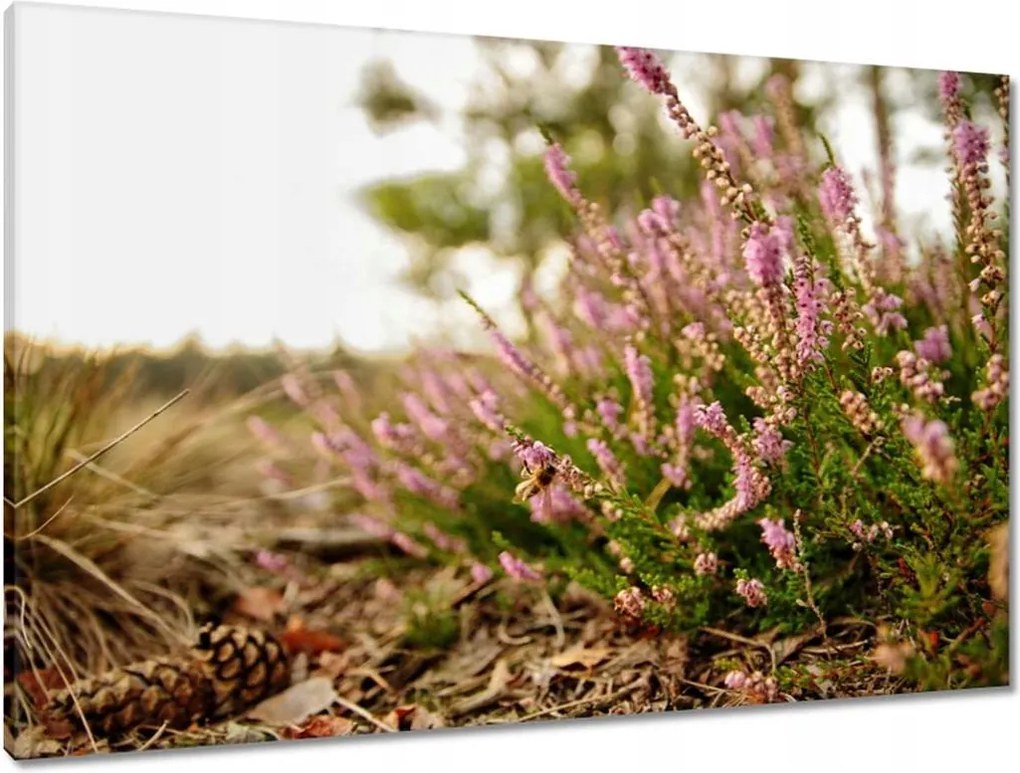 Vászonkép 90x60 Erdei láp