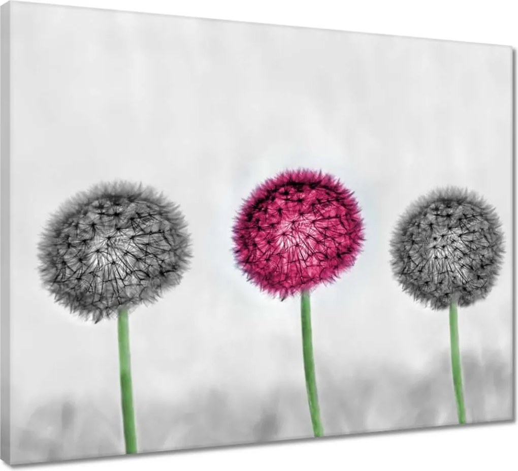 Vászonkép 50x40 Rózsaszín pitypang virág