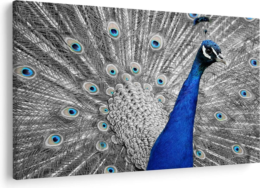 Kék páva képe (90x60 cm)