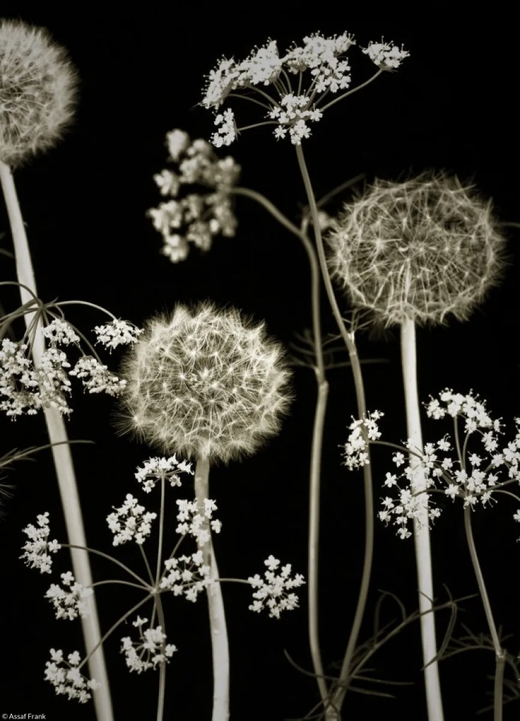 Poszter 20,5x28,4cm Réti virágok 2, Assaf Frank