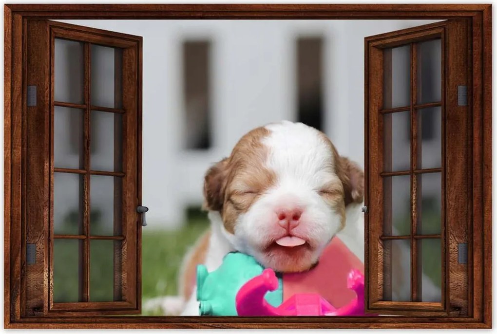 Poszterek 90x60 Chihuahua