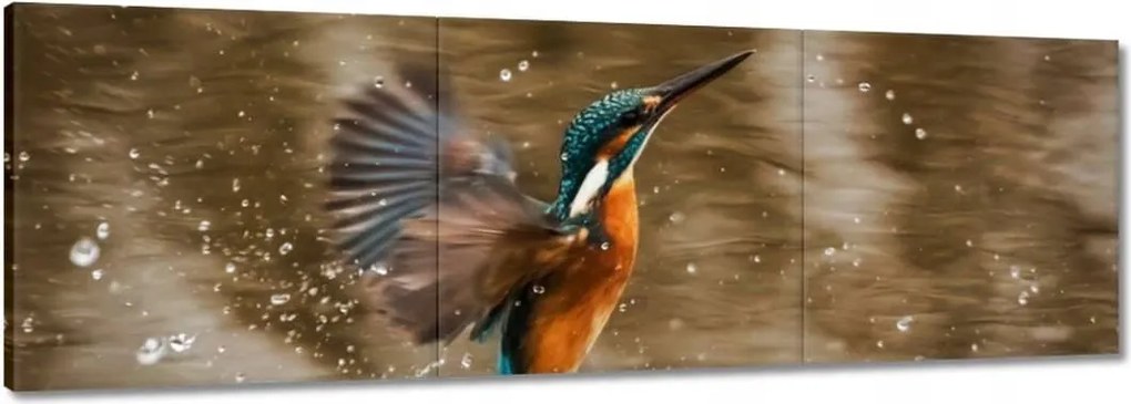 Vászonkép 150x50 Vízivó madár Madár