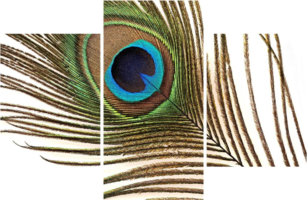 Pávatoll képe (90x60 cm)