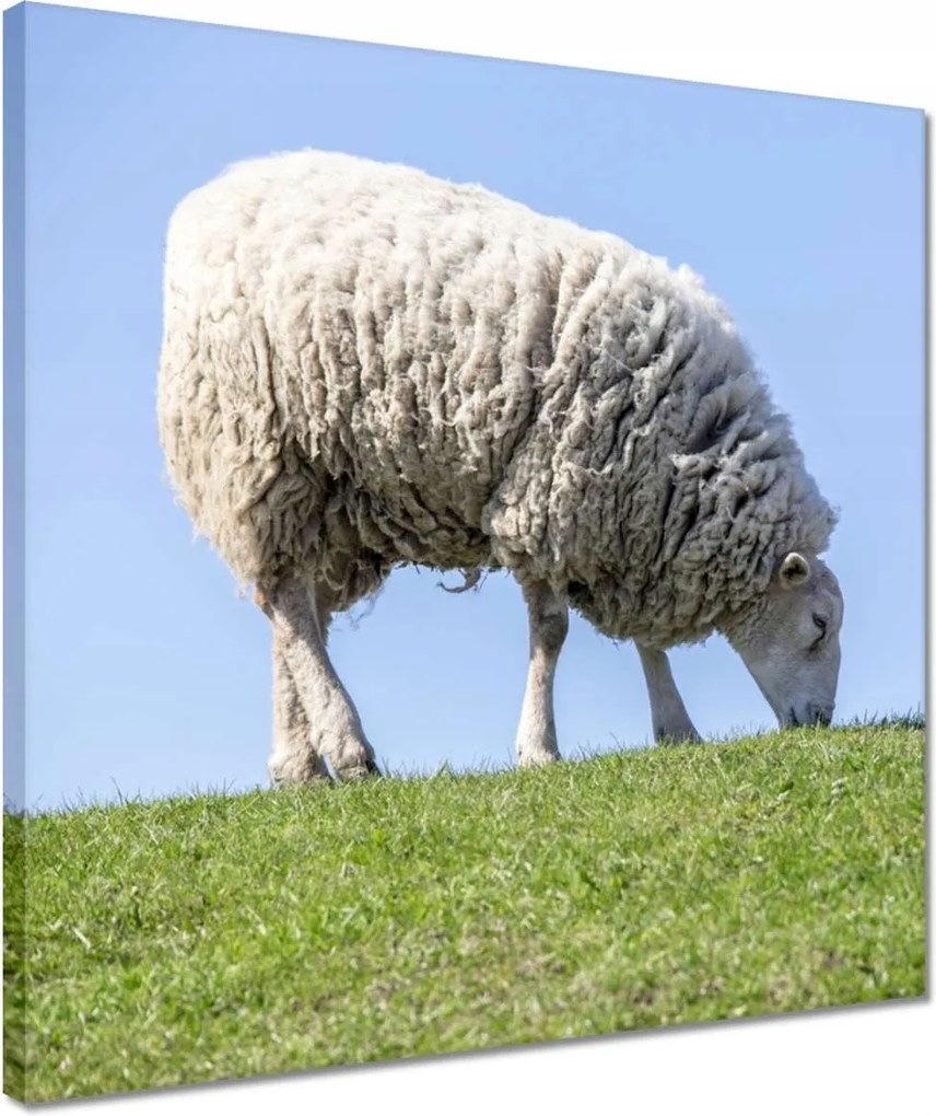 Vászonkép 40x40 Bárány legeltetés közben