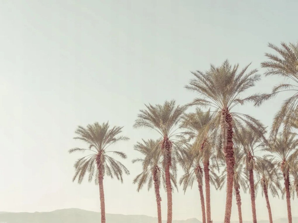 Poszter 80x60cm Pálmafák, Assaf Frank