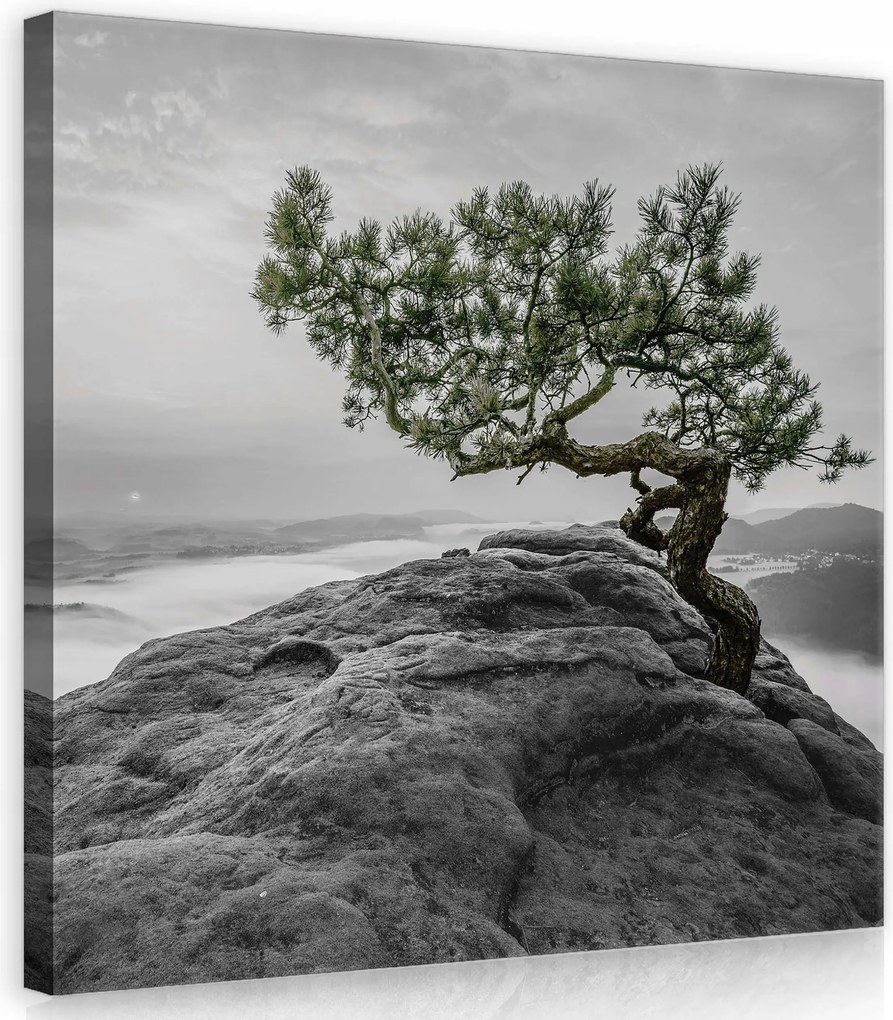 Vászonkép 80x80 Magányos fa szikla köd völgy domb nyugalom csend