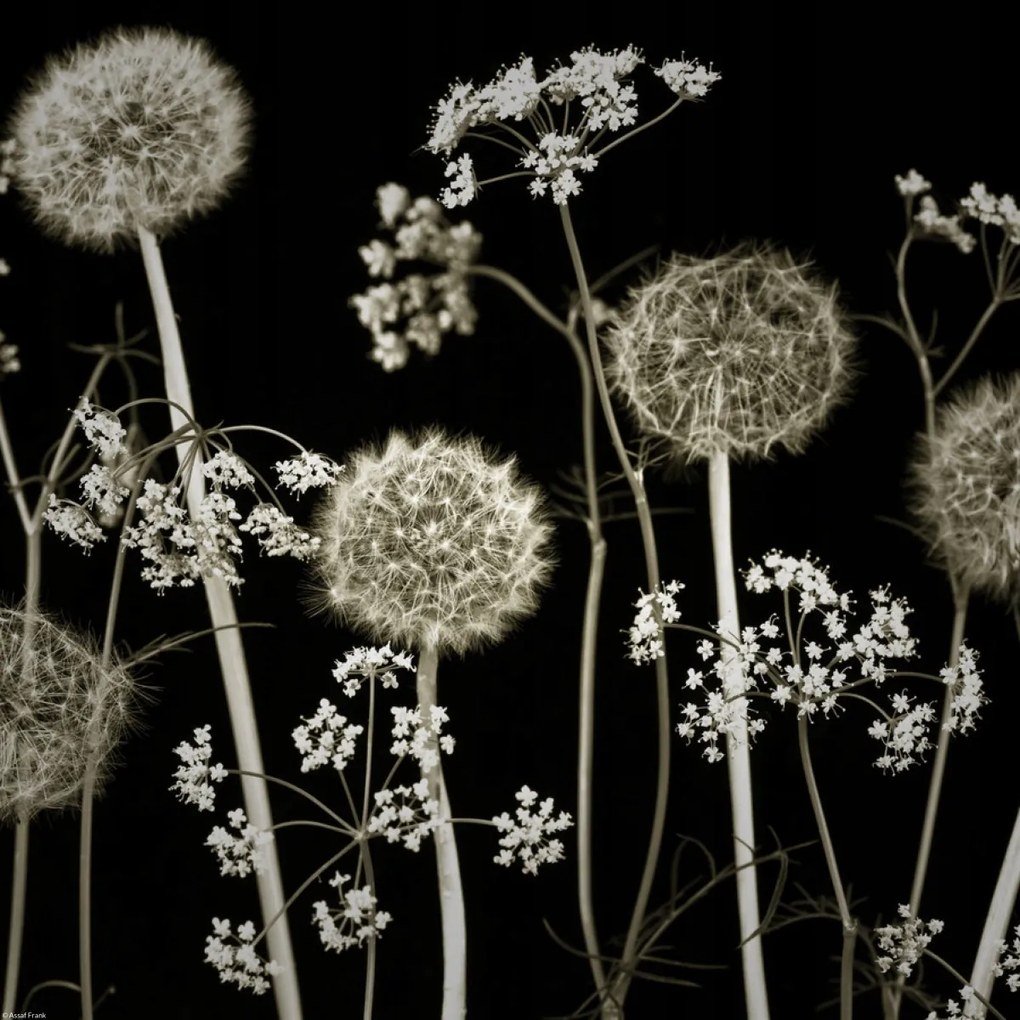 Poszter 40x40cm Réti virágok 2, Assaf Frank