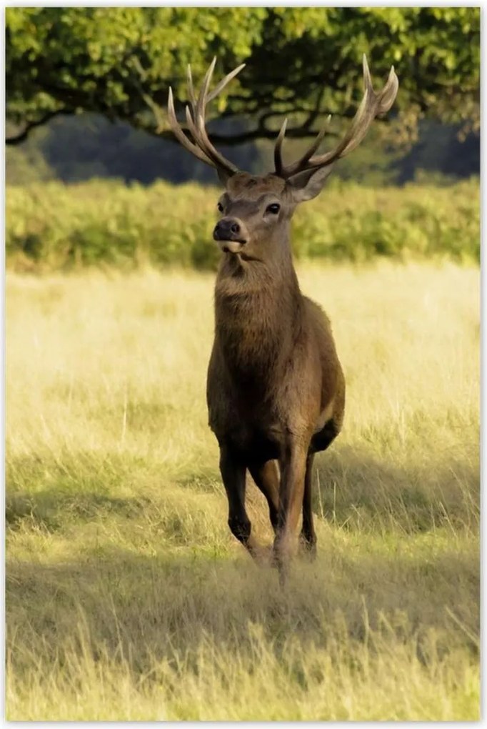 Poszterek 60x90 Szarvas a réten az erdőben