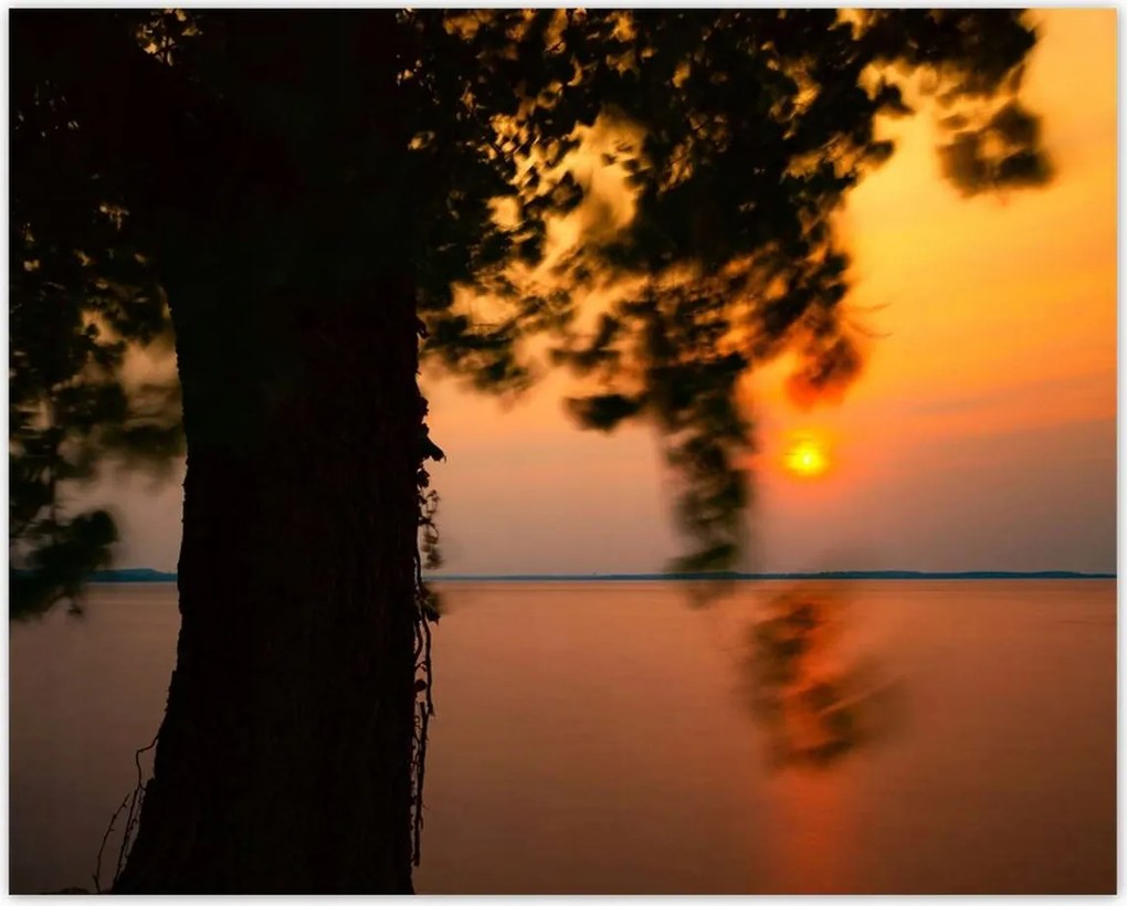 Poszterek 50x40 Fa Napnyugta