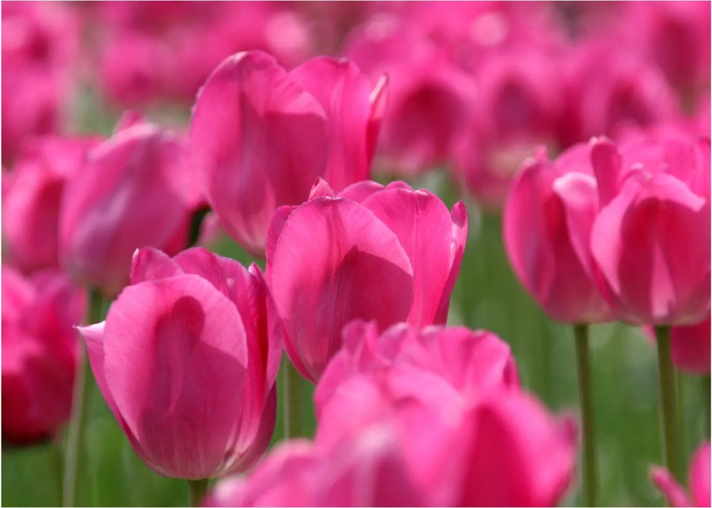 Kép - Rózsaszín tulipánok (70x50 cm)