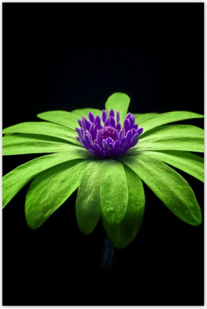 Poszterek 80x120 Lime szirmok