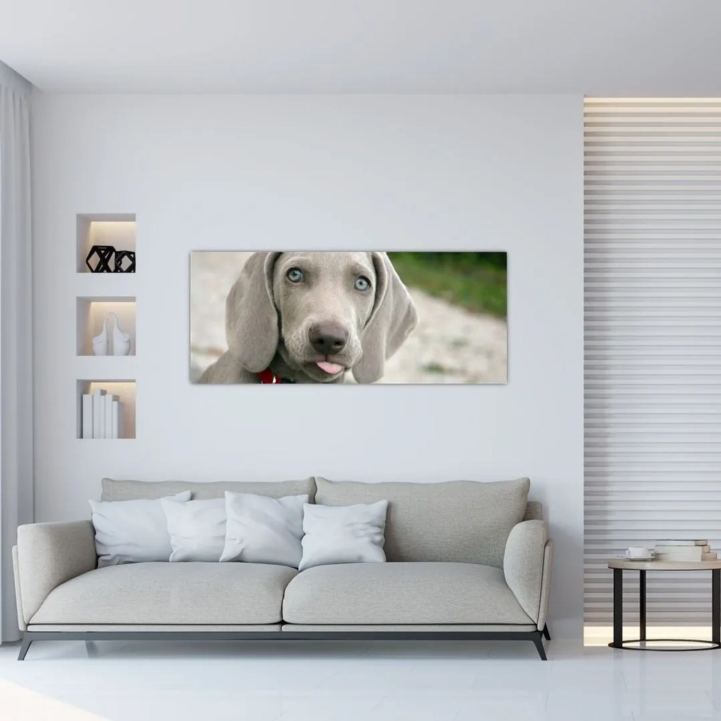 Kép - weimaraner kölyökkutya (120x50 cm)