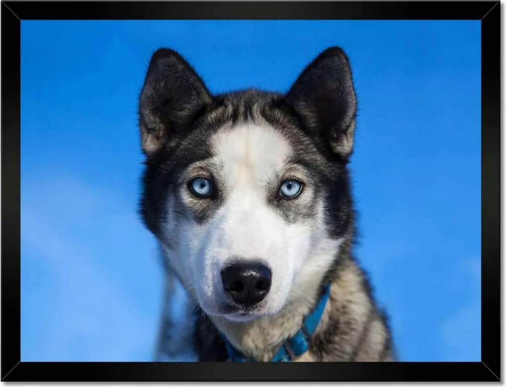 Poszterek keretben 40x30 Husky
