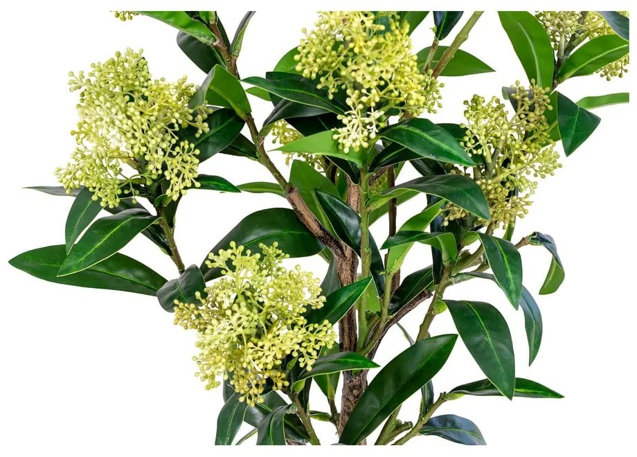 Műnövény Skimmia – House Nordic
