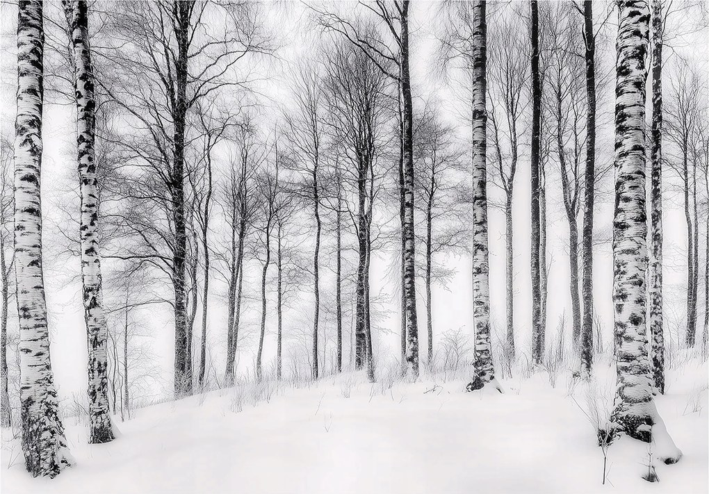 Fotótapéta nyírfa tél fehér tájkép nyugodt kilátás a nappali hálószobába 208