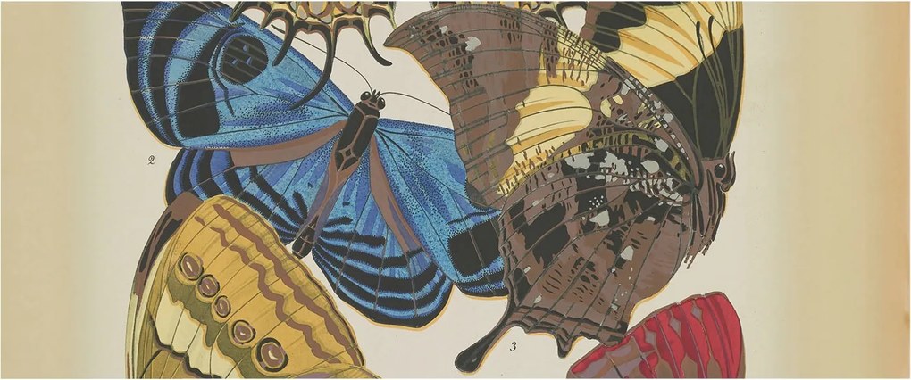 Divatos Flizelin Fali Tapéta Furnér Pillangók inspiráció 250x104 Ragasztó