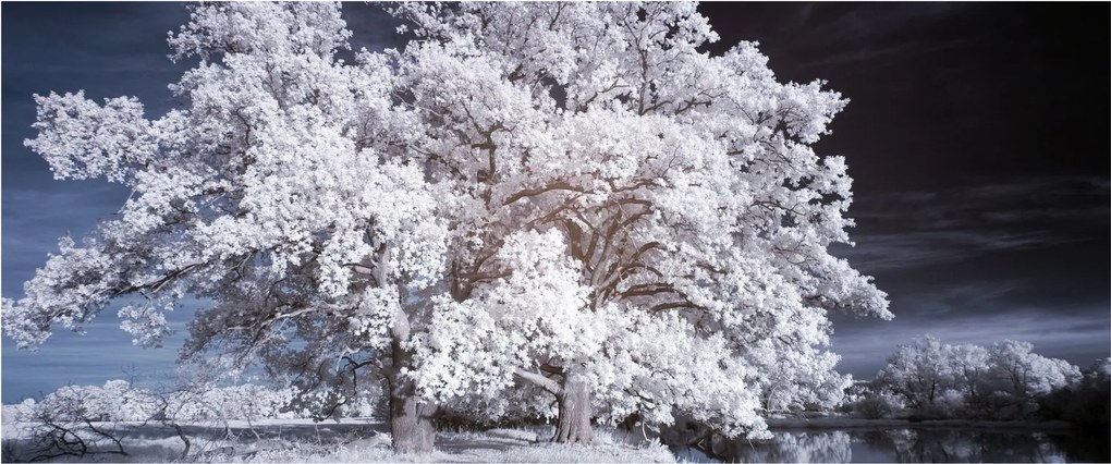 Kép - Hófehérke fa (120x50 cm)