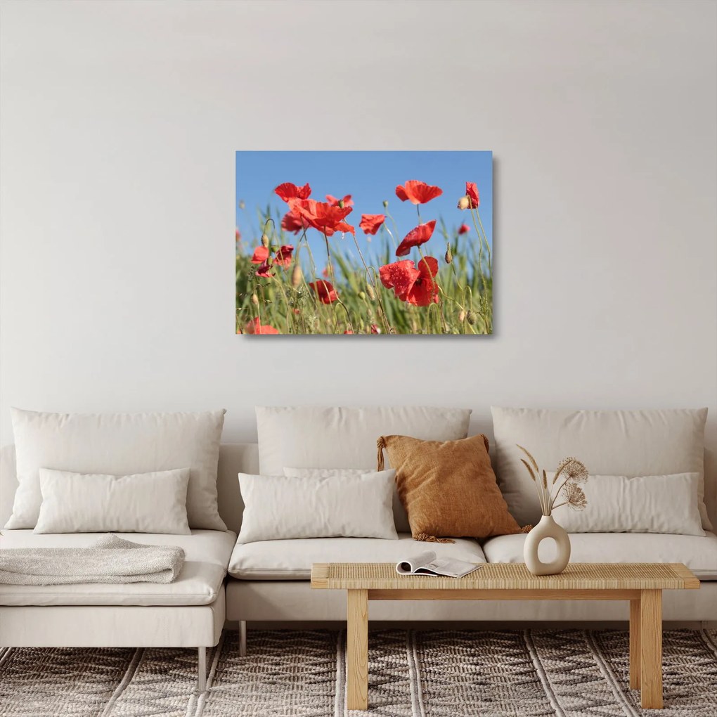 Kép - Pipacsok  (üvegen) (70x50 cm)