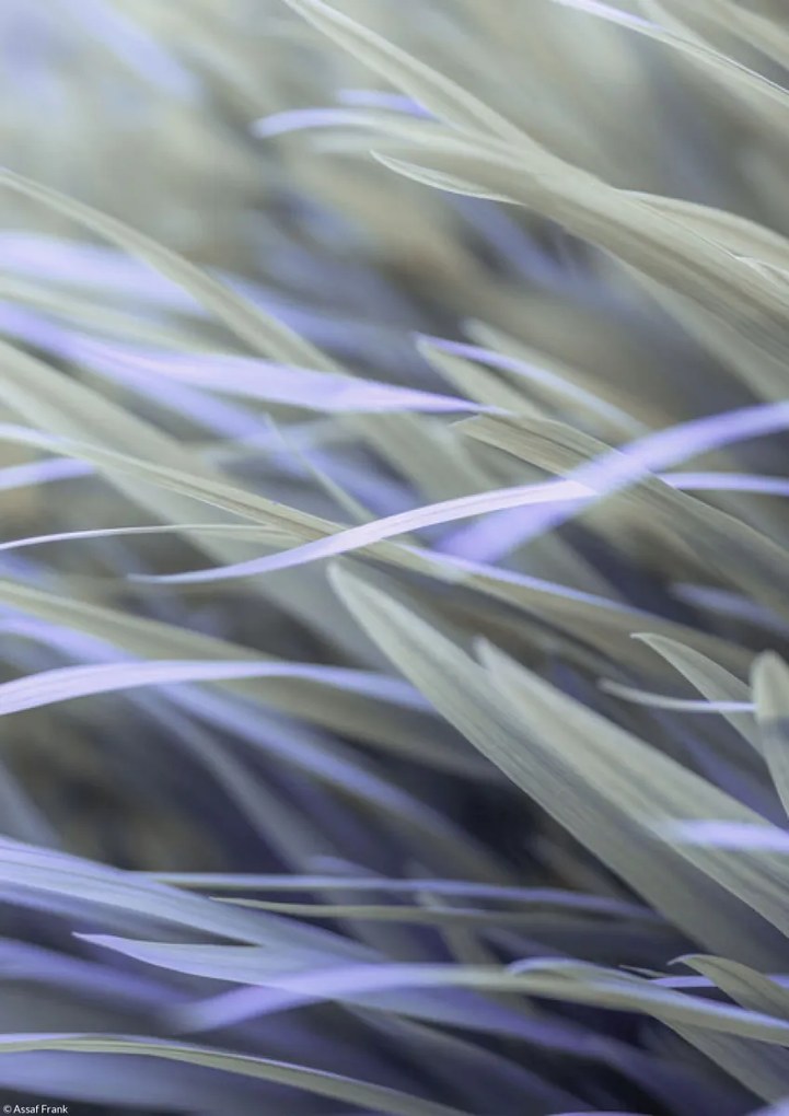 Poszter 21x29,7cm Fű, Assaf Frank