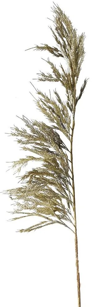 Pampas műnövény
