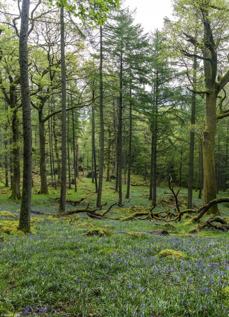 Poszter 20,5x28,4cm Fák az erdőben, Assaf Frank