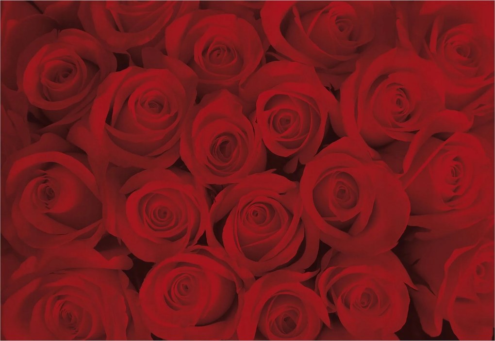 Fotótapéta Vörös rózsák vinil 368x254 elegáns romantikus dekoráció +ragasztó