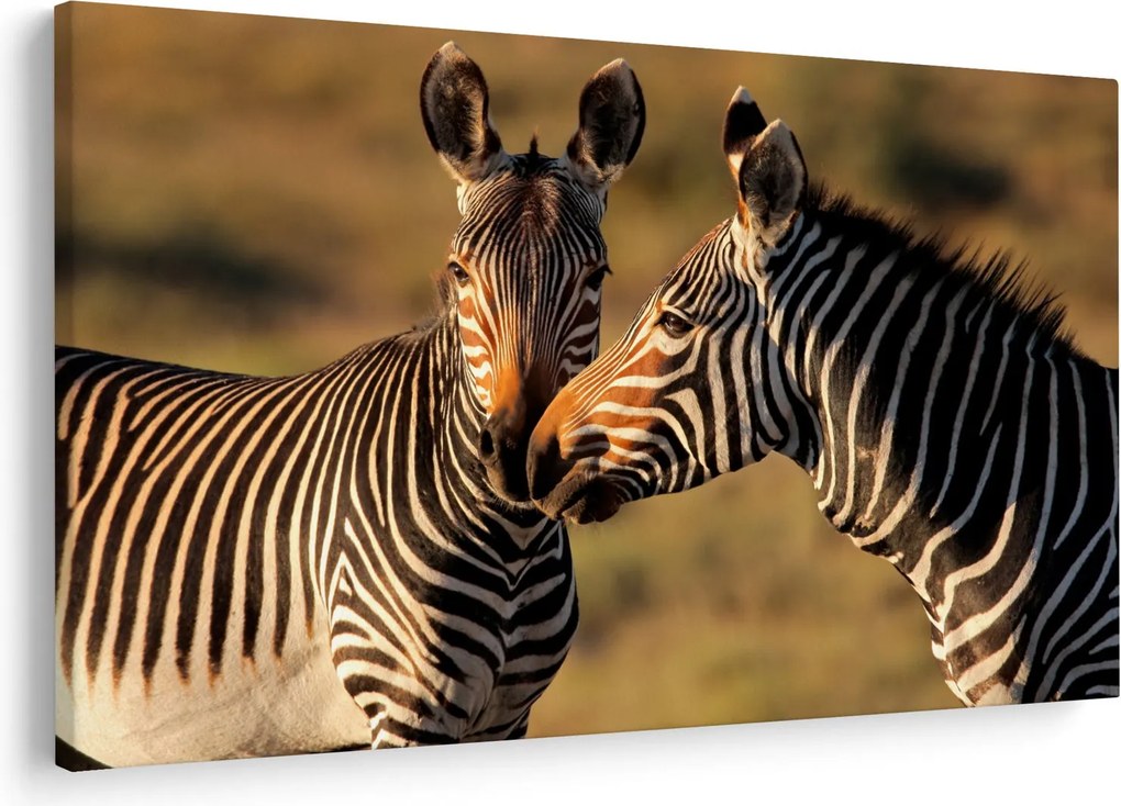 Kép - Két zebra (90x60 cm)