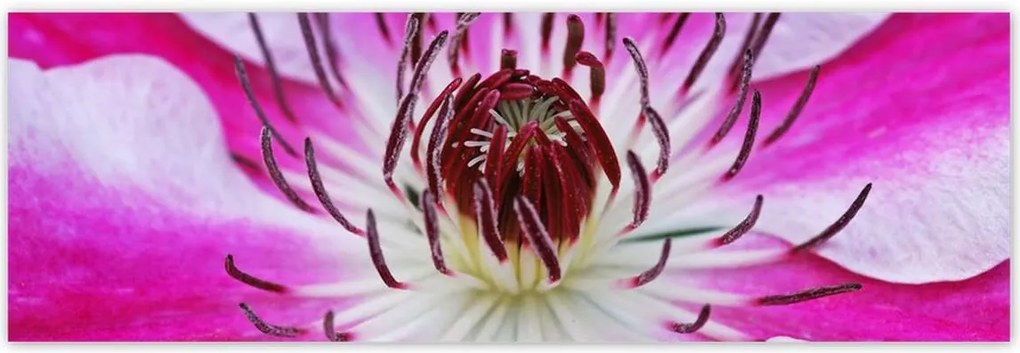 Poszterek 200x66 Fehér-lila szirmok