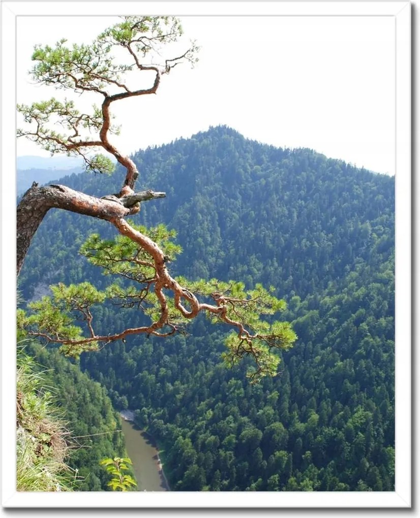 Poszterek keretben 40x50 Magányos fa