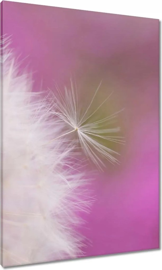 Vászonkép 70x100 Pitypang Virág Virágok