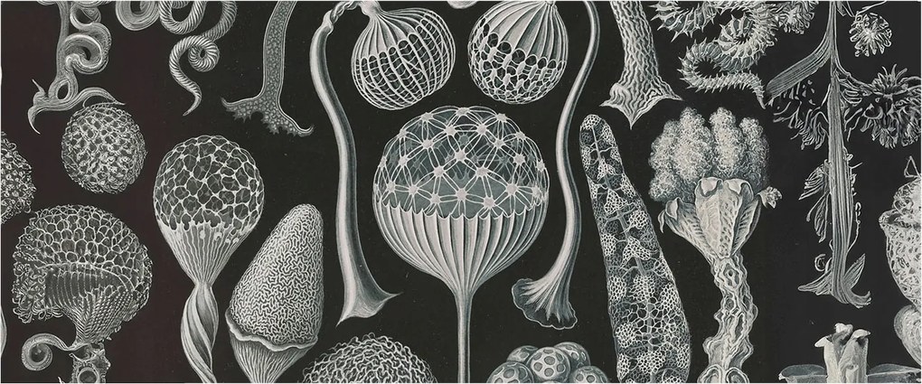 Divatos 3D Fali Tapéta Varázslatos Növények 250x104 Ragasztóval