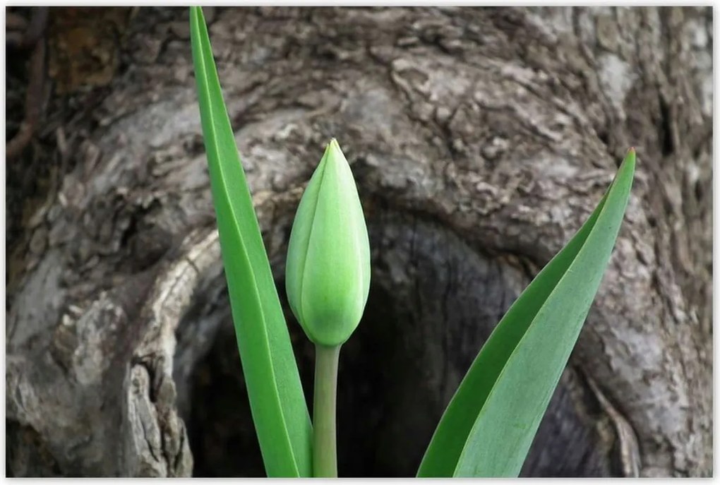 Poszterek 120x80 Zöld tulipán