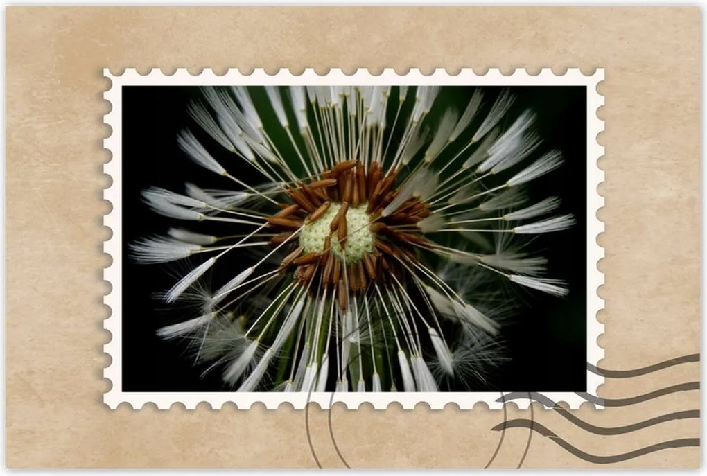 Poszterek 90x60 Pitypang Virág Virágok