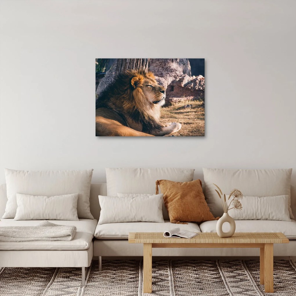 Egy fekvő oroszlán képe (70x50 cm)