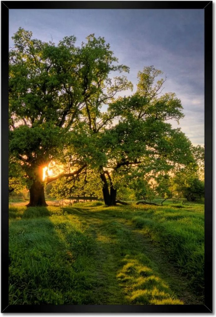 Poszterek keretben 40x60 Rogalin tölgyek
